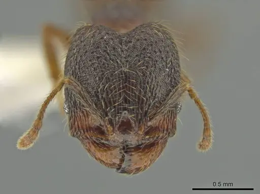 Pheidole rectisentis - CASENT0624141