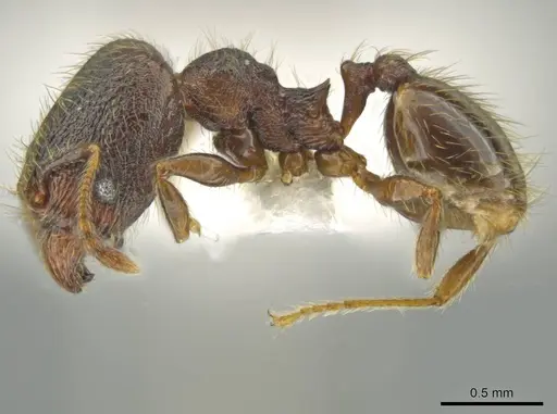 Pheidole rectisentis - CASENT0624141