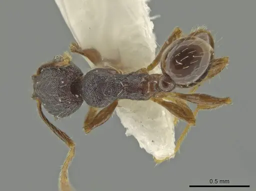 Pheidole rectisentis - CASENT0645859