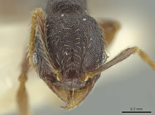 Pheidole rectisentis - CASENT0645859
