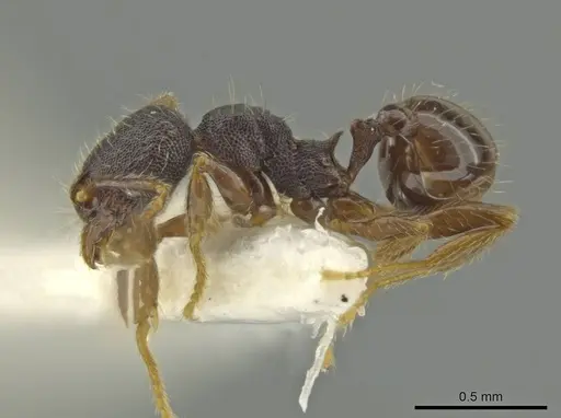 Pheidole rectisentis - CASENT0645859