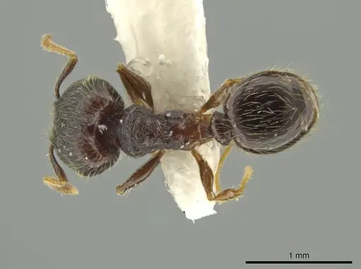 Pheidole rectisentis - JTLC000016508