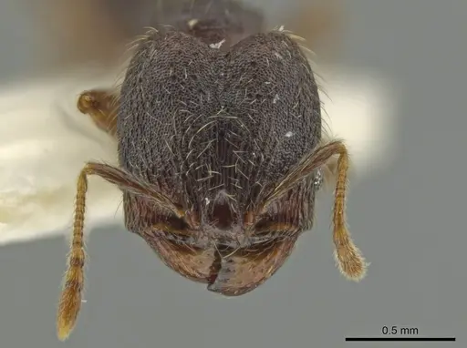 Pheidole rectisentis - JTLC000016508