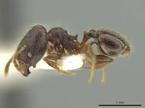 Pheidole rectisentis - JTLC000016508