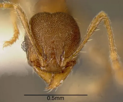 Pheidole rectispina specimen