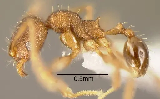 Pheidole rectispina specimen