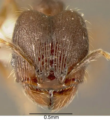 Pheidole rectispina - INBIOCRI001242943