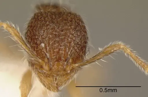 Pheidole rectitrudis specimen