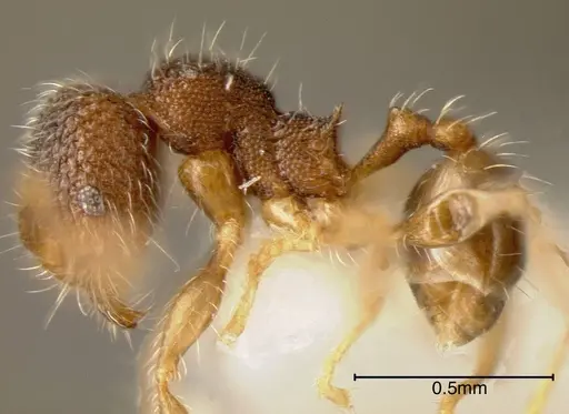 Pheidole rectitrudis specimen