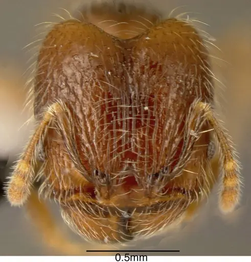 Pheidole rectitrudis - INBIOCRI002272038