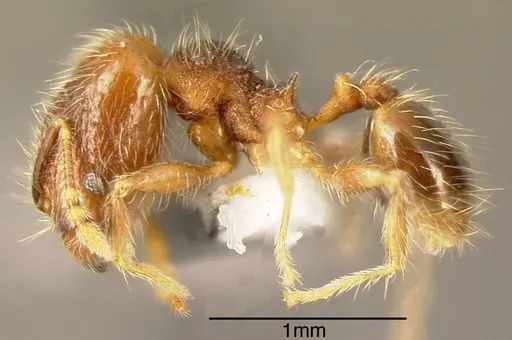 Pheidole rectitrudis - INBIOCRI002272038
