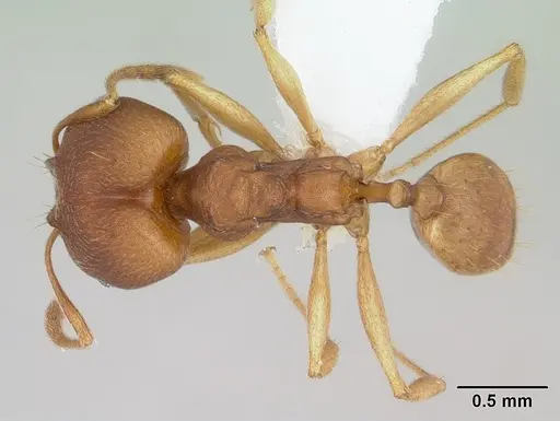 Pheidole reflexans specimen