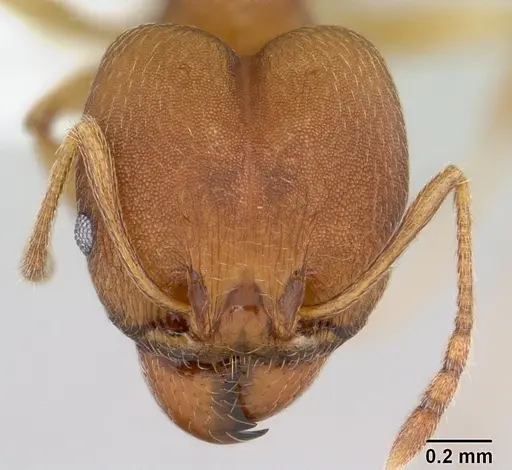 Pheidole reflexans specimen