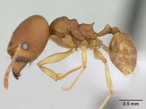 Pheidole reflexans specimen