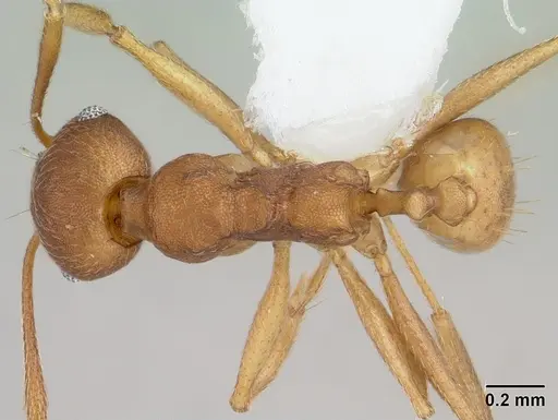 Pheidole reflexans - CASENT0178048
