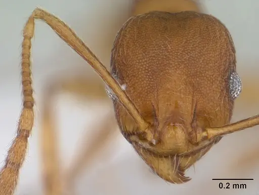 Pheidole reflexans - CASENT0178048