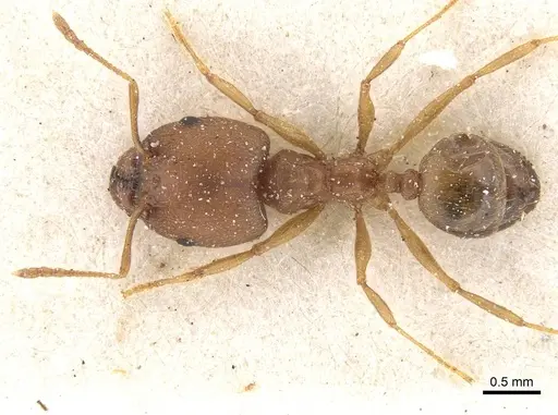 Pheidole reflexans - CASENT0913410