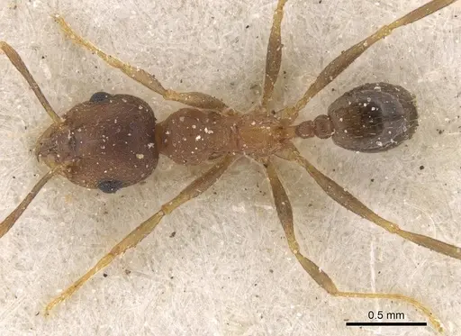 Pheidole reflexans - CASENT0913411