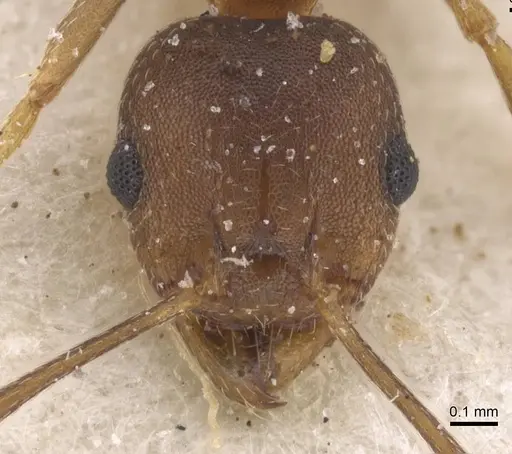 Pheidole reflexans - CASENT0913411