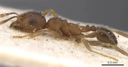 Pheidole reflexans - CASENT0913411