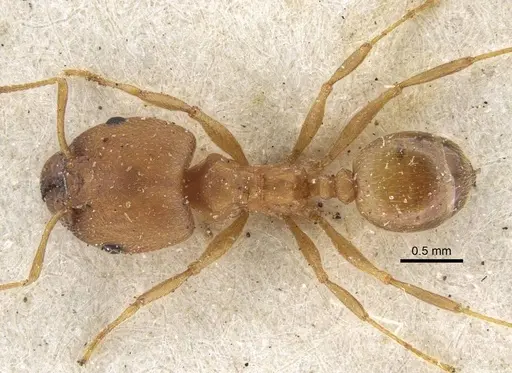 Pheidole reflexans - CASENT0916960