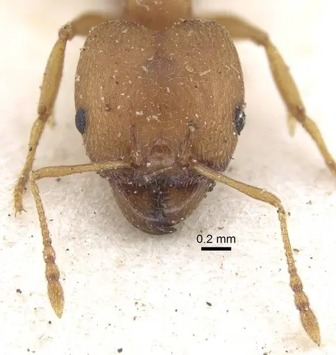Pheidole reflexans - CASENT0916960