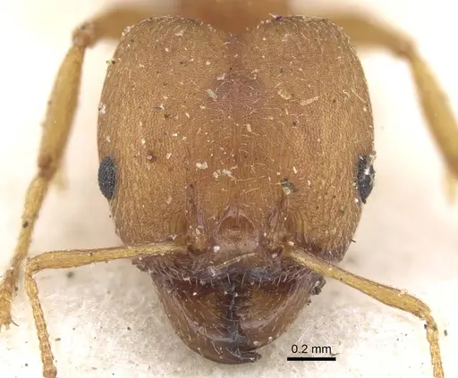 Pheidole reflexans - CASENT0916960