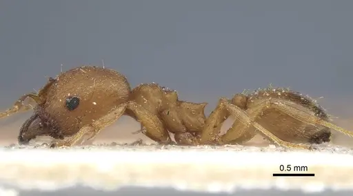 Pheidole reflexans - CASENT0916960