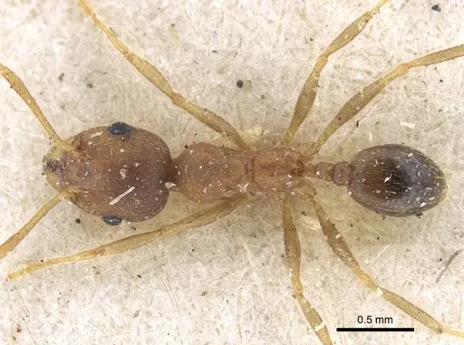 Pheidole reflexans - CASENT0916961