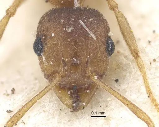 Pheidole reflexans - CASENT0916961