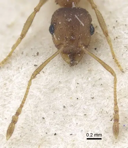 Pheidole reflexans - CASENT0916961