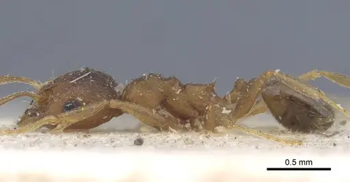 Pheidole reflexans - CASENT0916961