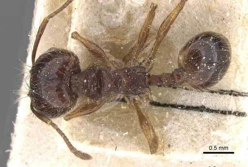 Pheidole reichenspergeri specimen