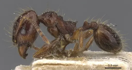 Pheidole reichenspergeri specimen