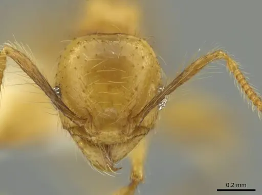Pheidole renae specimen