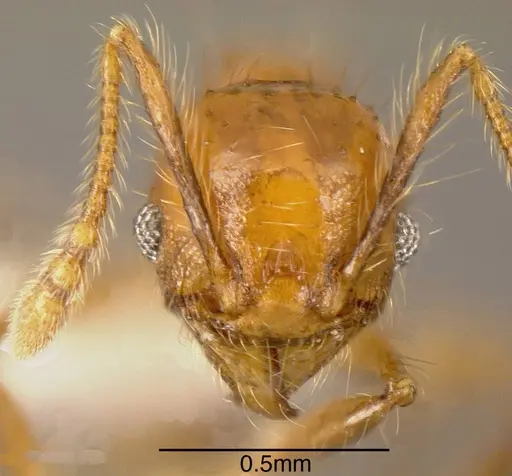 Pheidole renae - INBIOCRI001281444