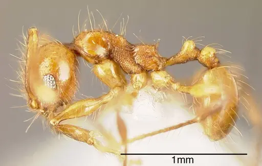 Pheidole renae - INBIOCRI001281444