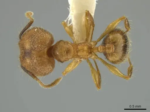 Pheidole renae - INBIOCRI001282061