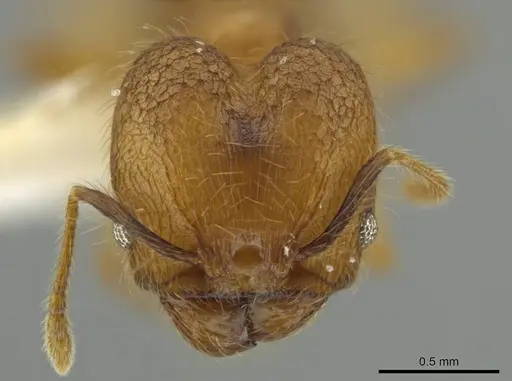 Pheidole renae - INBIOCRI001282061