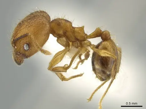 Pheidole renae - INBIOCRI001282061