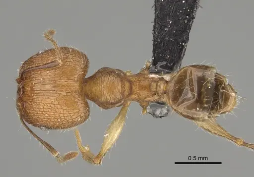 Pheidole renirano specimen