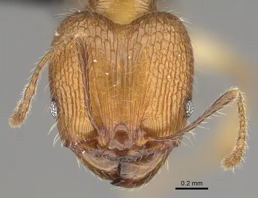 Pheidole renirano specimen