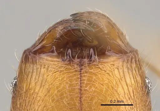 Pheidole renirano specimen