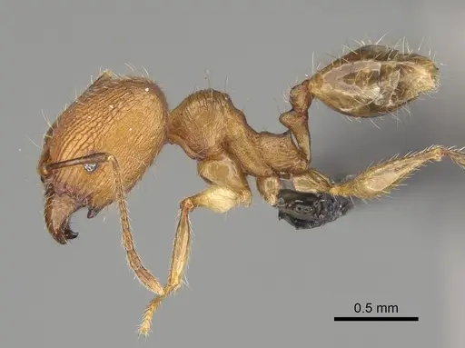 Pheidole renirano - CASENT0161924