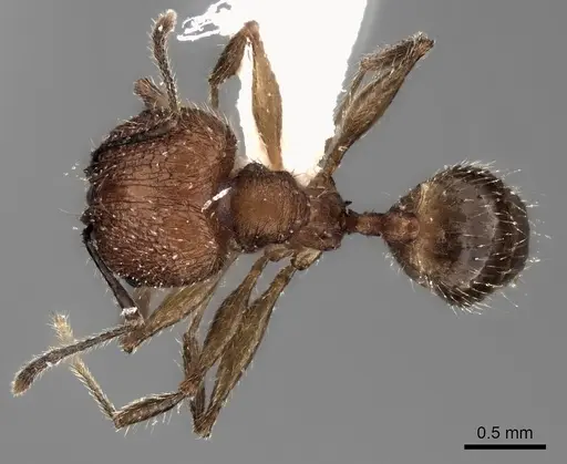 Pheidole renirano - CASENT0198637