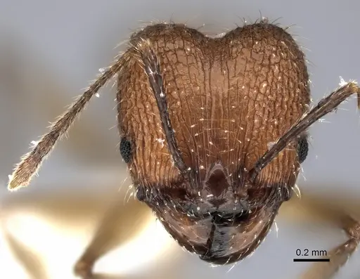 Pheidole renirano - CASENT0198637