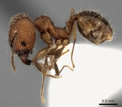 Pheidole renirano - CASENT0198637