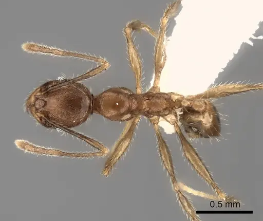 Pheidole renirano - CASENT0235063