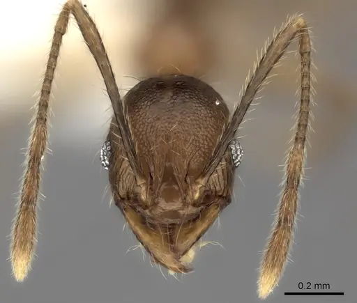 Pheidole renirano - CASENT0235063