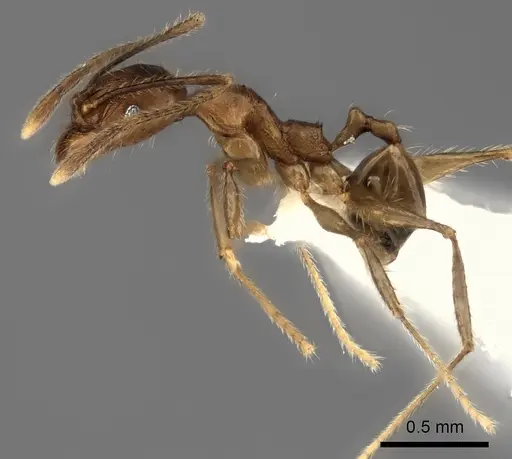 Pheidole renirano - CASENT0235063